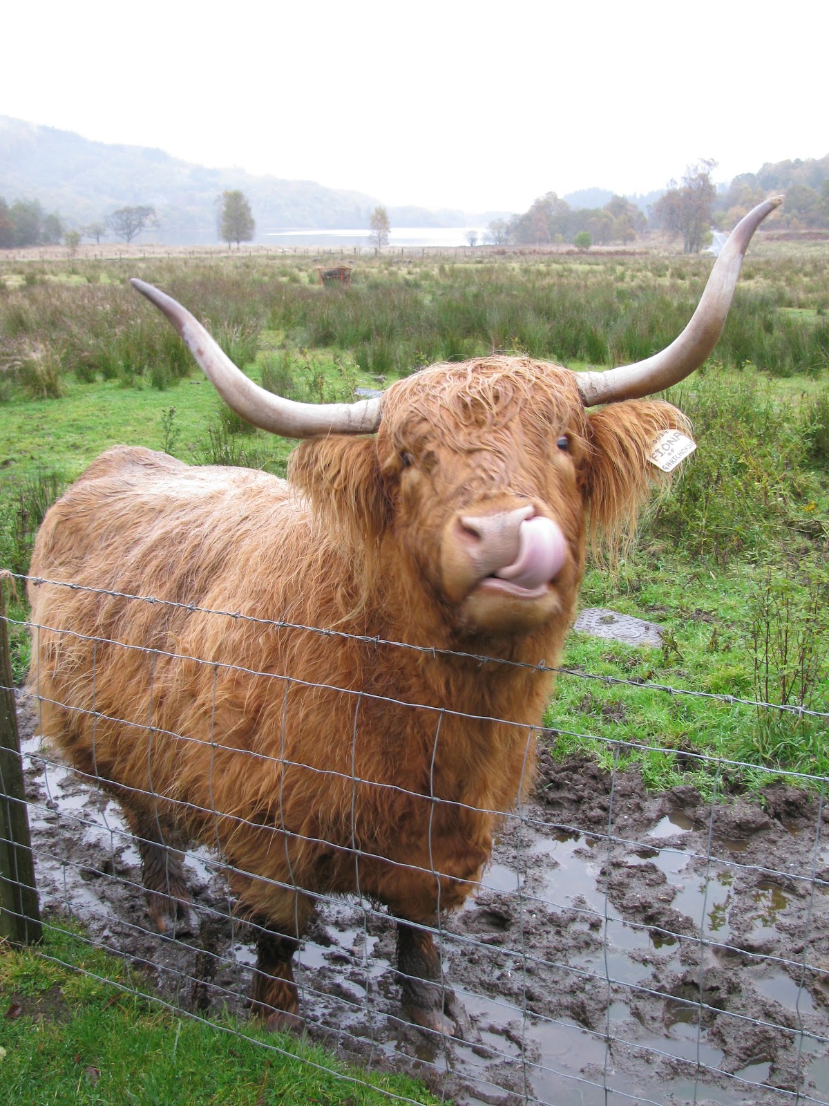 Robinsons' European Vacation 2012 "Hairy Coo" Tour to the Scottish