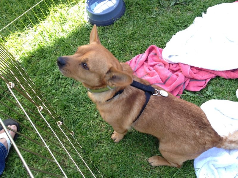 always remain awesome 105365 dog stalking