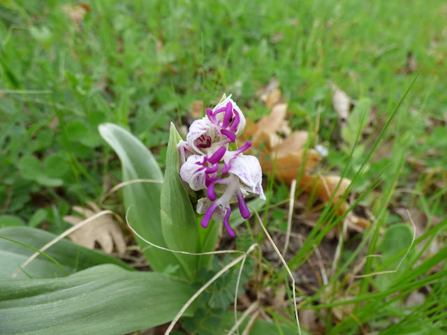 Orhidee salbatica cu forme ciudate - petala om - flori bulgaria