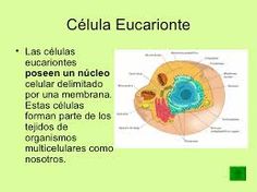 célula eucarionte