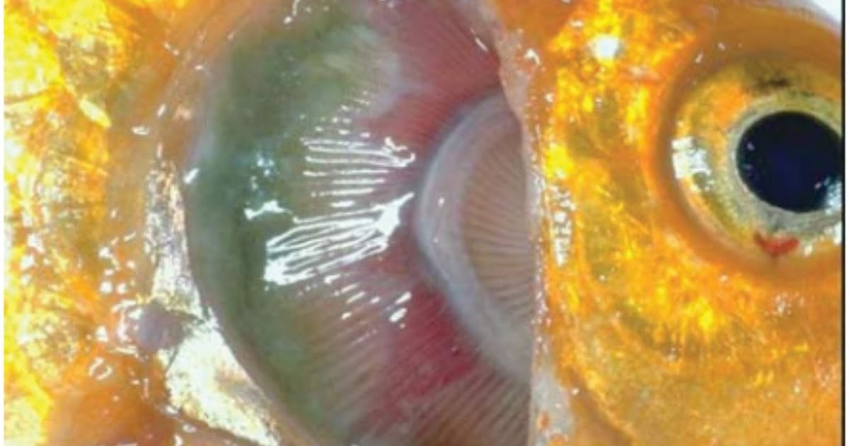 Penyakit Bakterial Ikan : Columnaris Disease