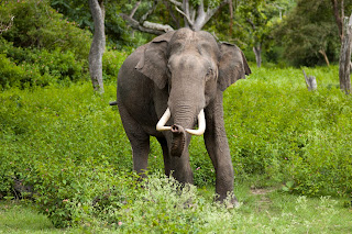 Asya fili, Bandipur Ulusal Parkı, Hindistan.