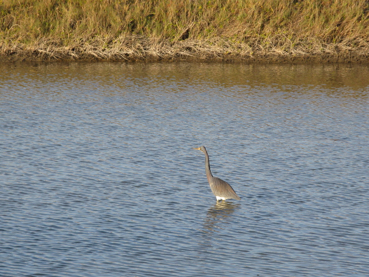 On to Texas Birds of Corpus Christi