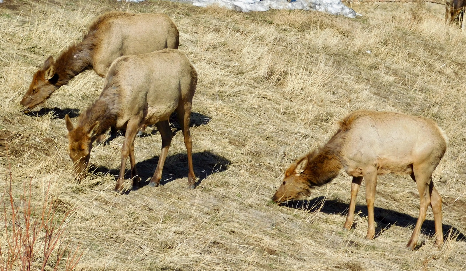 Elk in the Meadow Emanating Tranquility
