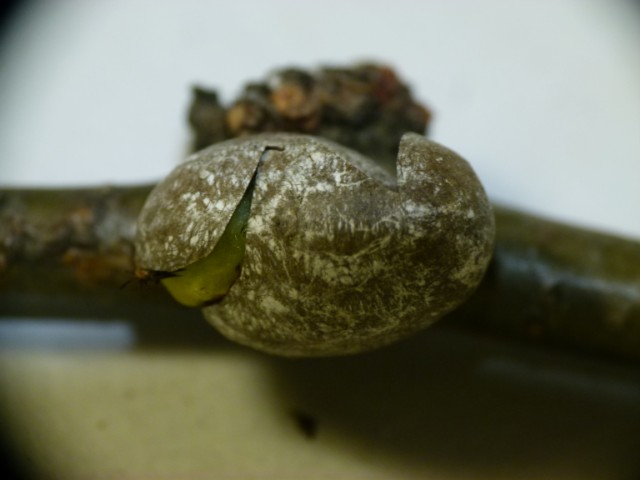 S こんちゅーぶ 繭から出したイラガ前蛹 蛾 の激しい徘徊運動 微速度撮影