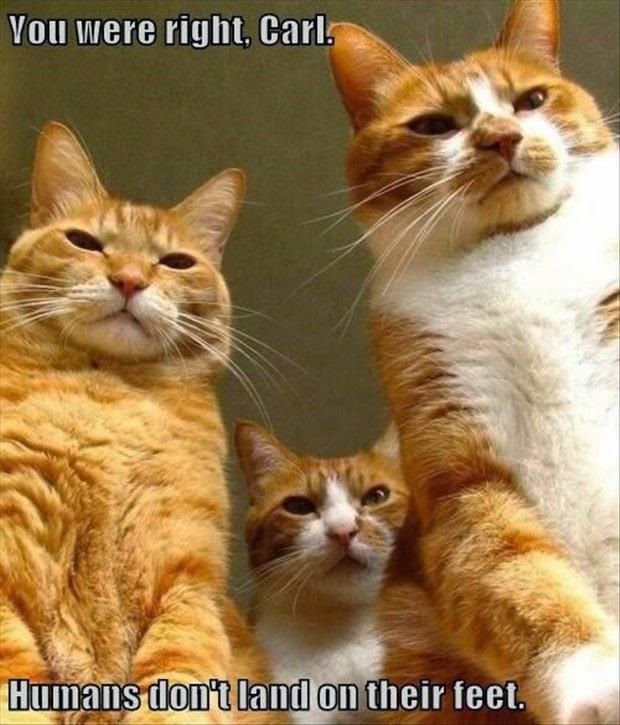 Scary Gangster Cats ~ Funny Joke Pictures