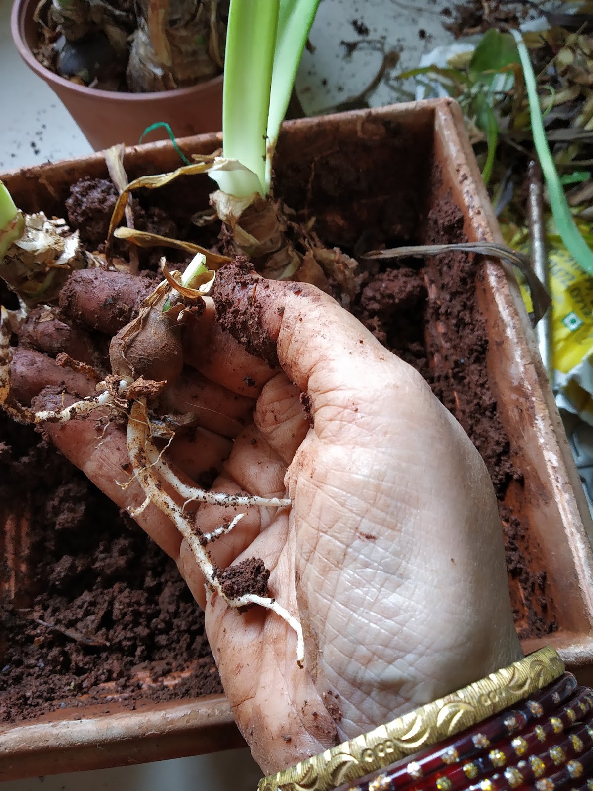 Garden Care Simplified How to arrange lily bulbs spacing of bulbs in