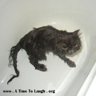 MEMORIES, OLD AND NEW: WET KITTYS... JUST FOR FUN ON A MONDAY!