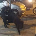 Αγριογούρουνο…"συνελήφθη" από αστυνομικούς