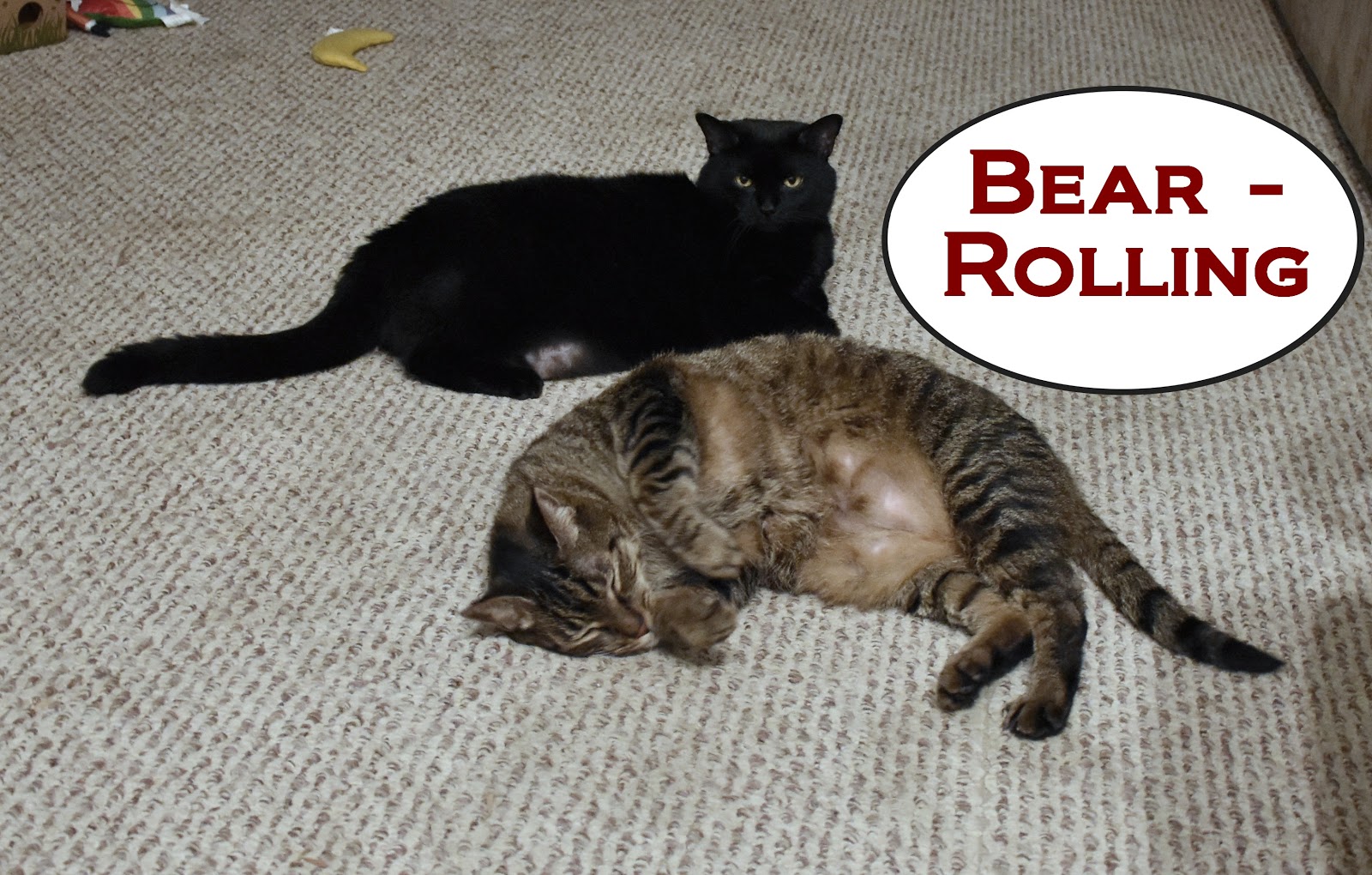 Do cats need human interaction or are they completely fine on their own