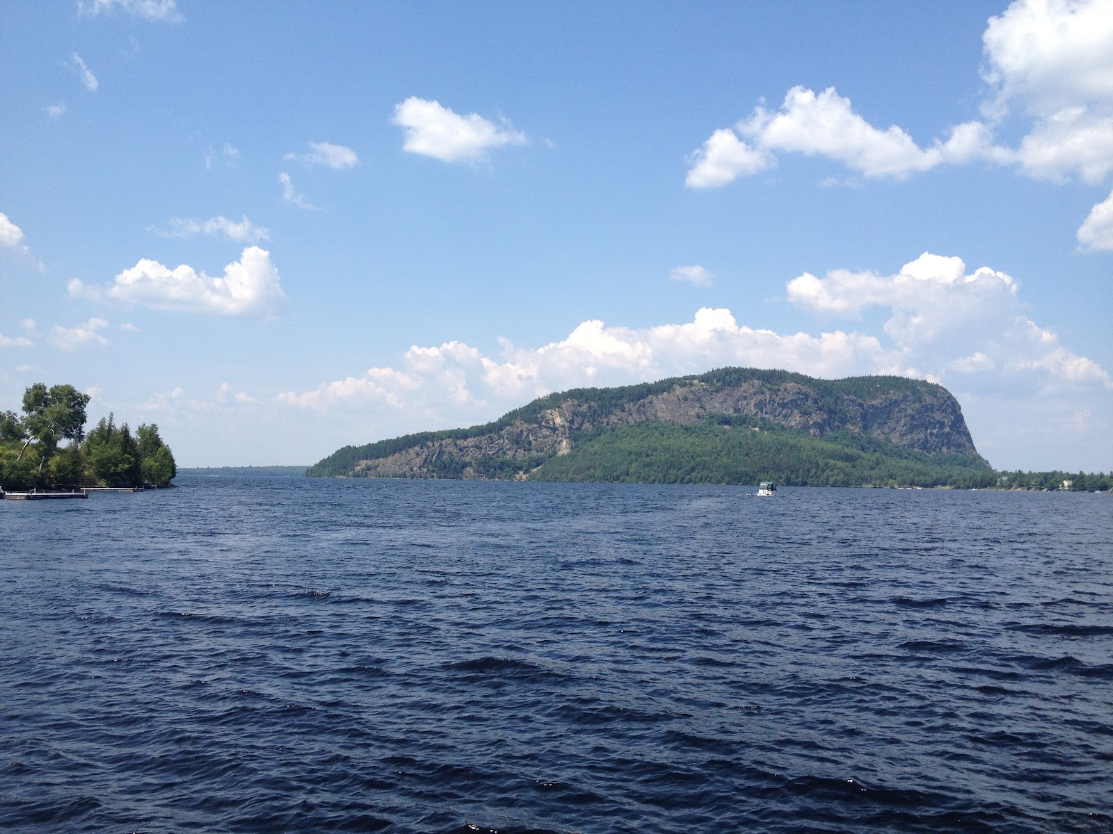 Moose in Maine Moosehead Lake