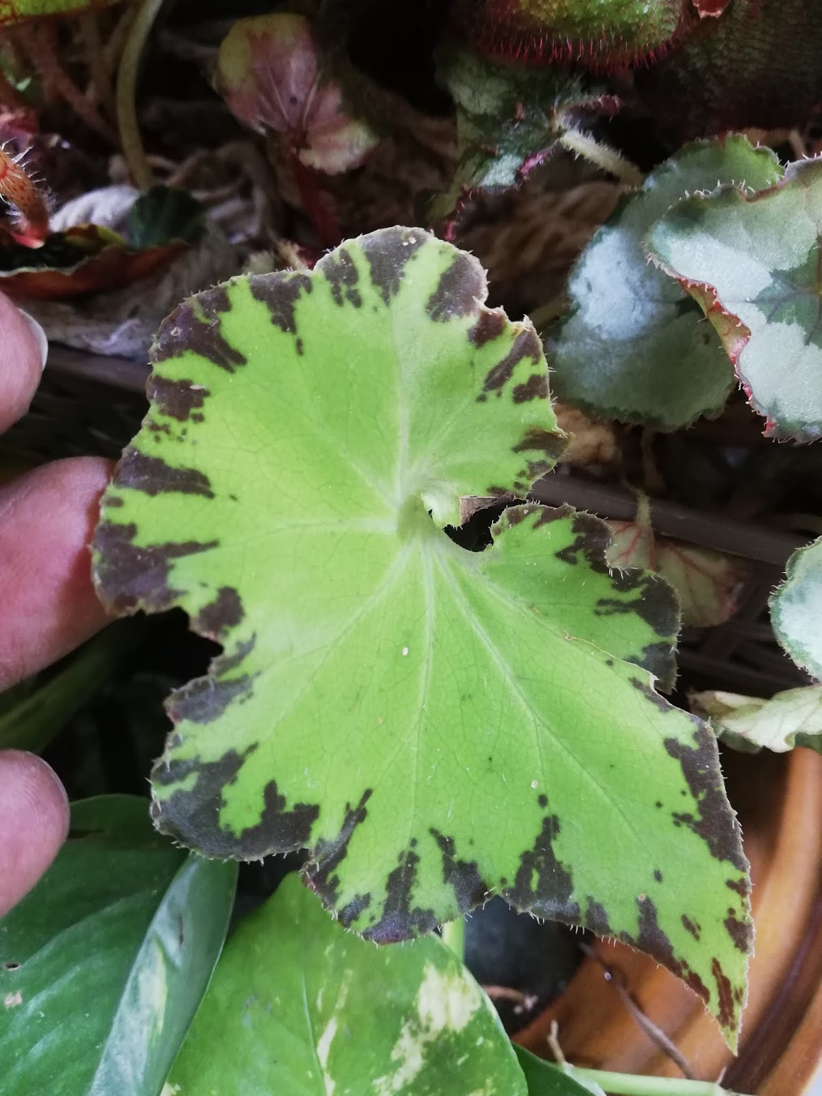 Garden Chronicles of James David Begonia 'Jive'