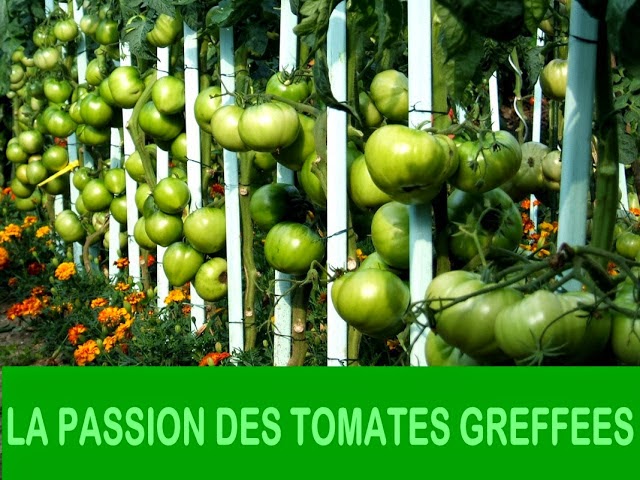 PASSION TOMATES