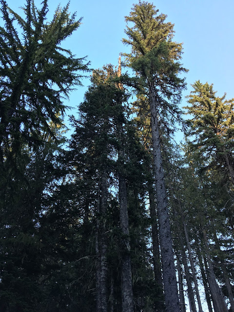 Trillium Lake, Oregon | A Hoppy Medium