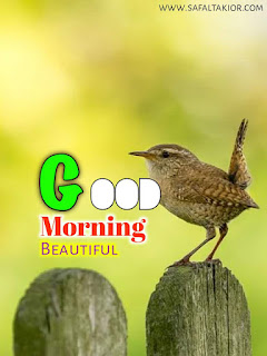 birds Good Morning Images 