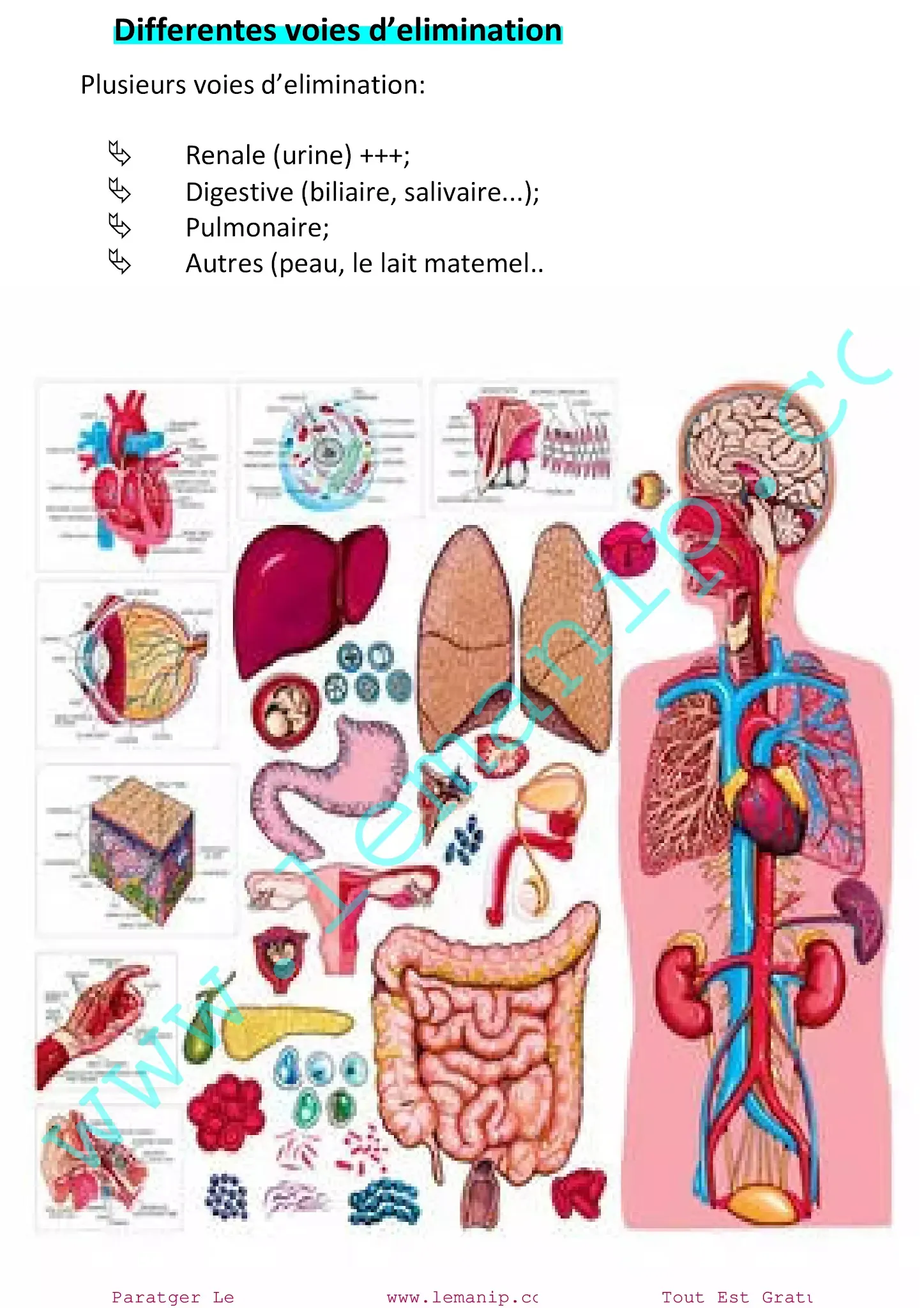 Differentes voies d’elimination