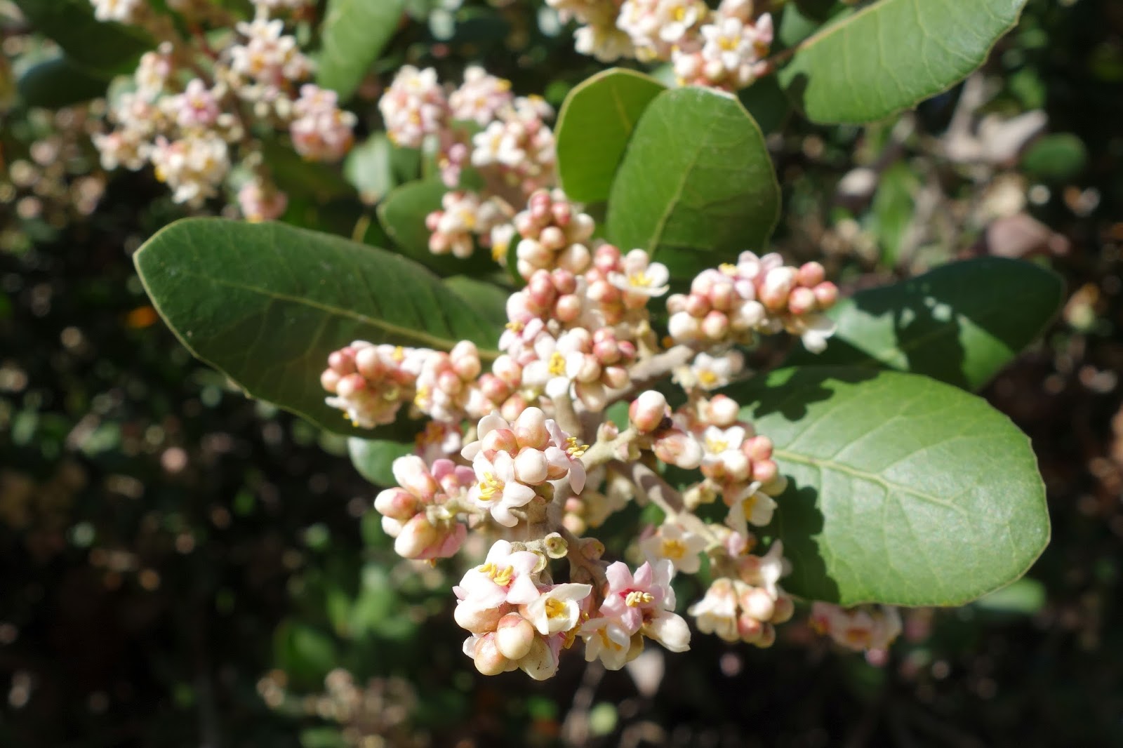 Flower Gallery Lemonade Berry (Rhus integrifolia) レモネードベリー
