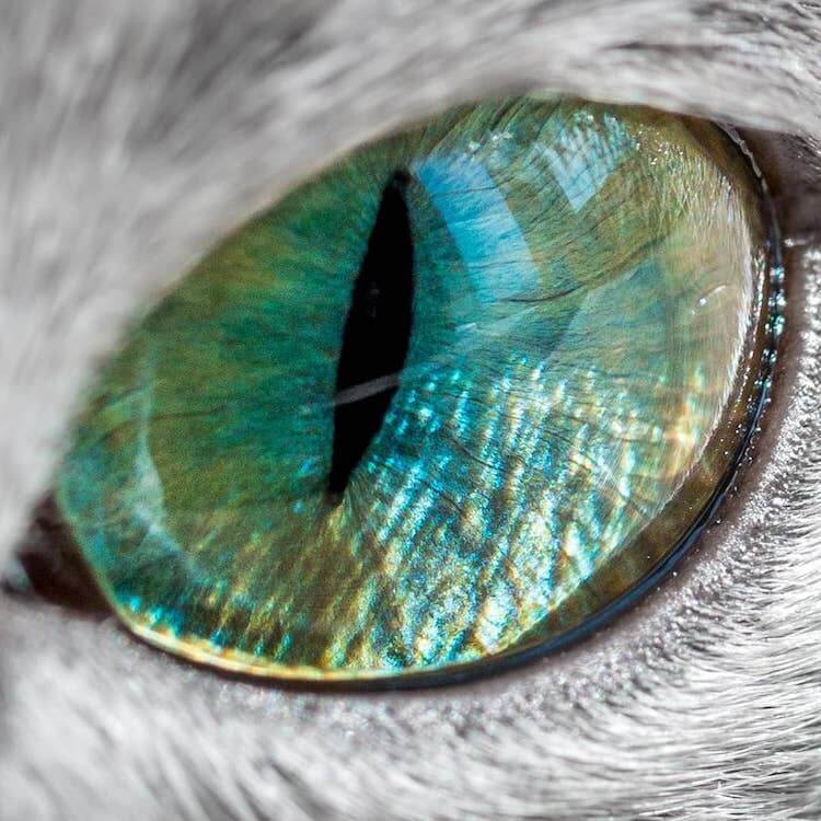 Stunning Pictures Of Silver Cat Sisters With Gorgeous Green Eyes Stunning Pictures Of Silver Cat Sisters With Gorgeous Green Eyes