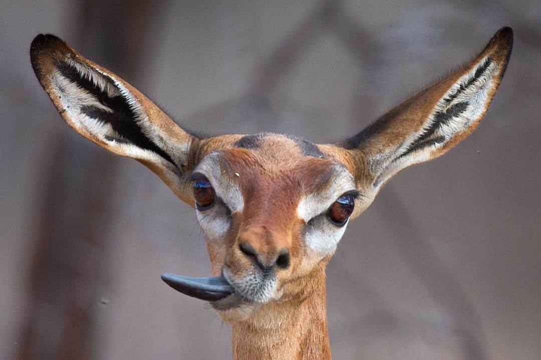 Human-Like Micro-Expressions Of Endangered Animals Across The World (Interview) Human-Like Micro-Expressions Of Endangered Animals Across The World (Interview)