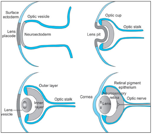 Head and Neck Anatomy Lens, Vitreous Body, Development