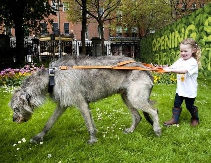 Irish Wolfhound Ras Anjing Raksasa