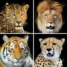 lion Vs leopard