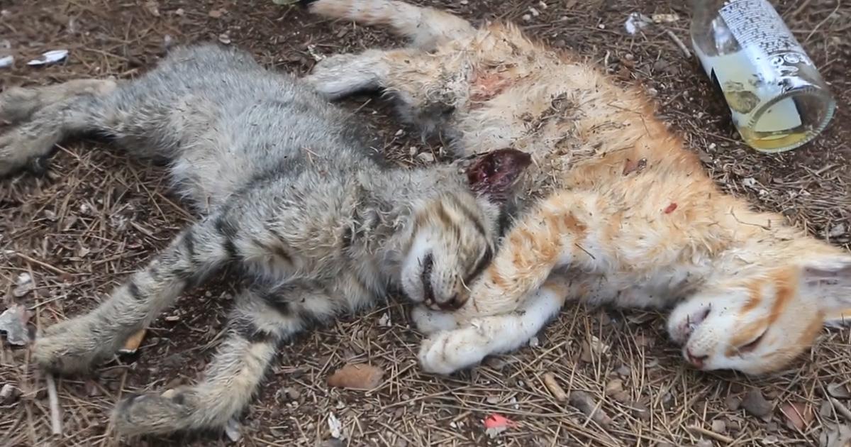 Terminen con la masacre de animales en Sueca