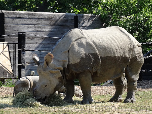rhino toronto zoo