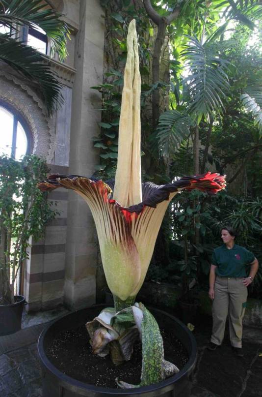 Natural Wonders World's Largest Flower