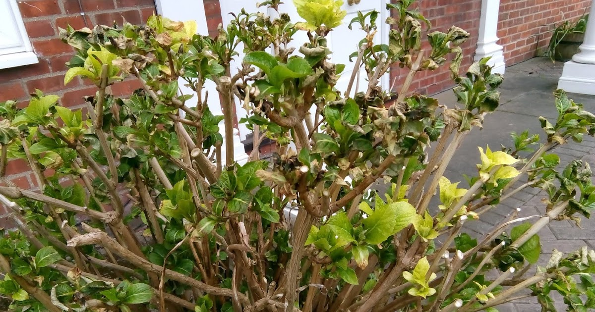 Rachel the Gardener: Hydrangea: why we don't prune them in early April!