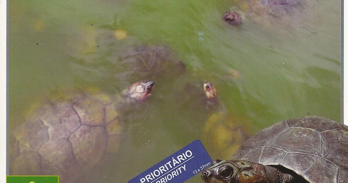 A Journey of Postcards Central Amazon Conservation Complex Brazil