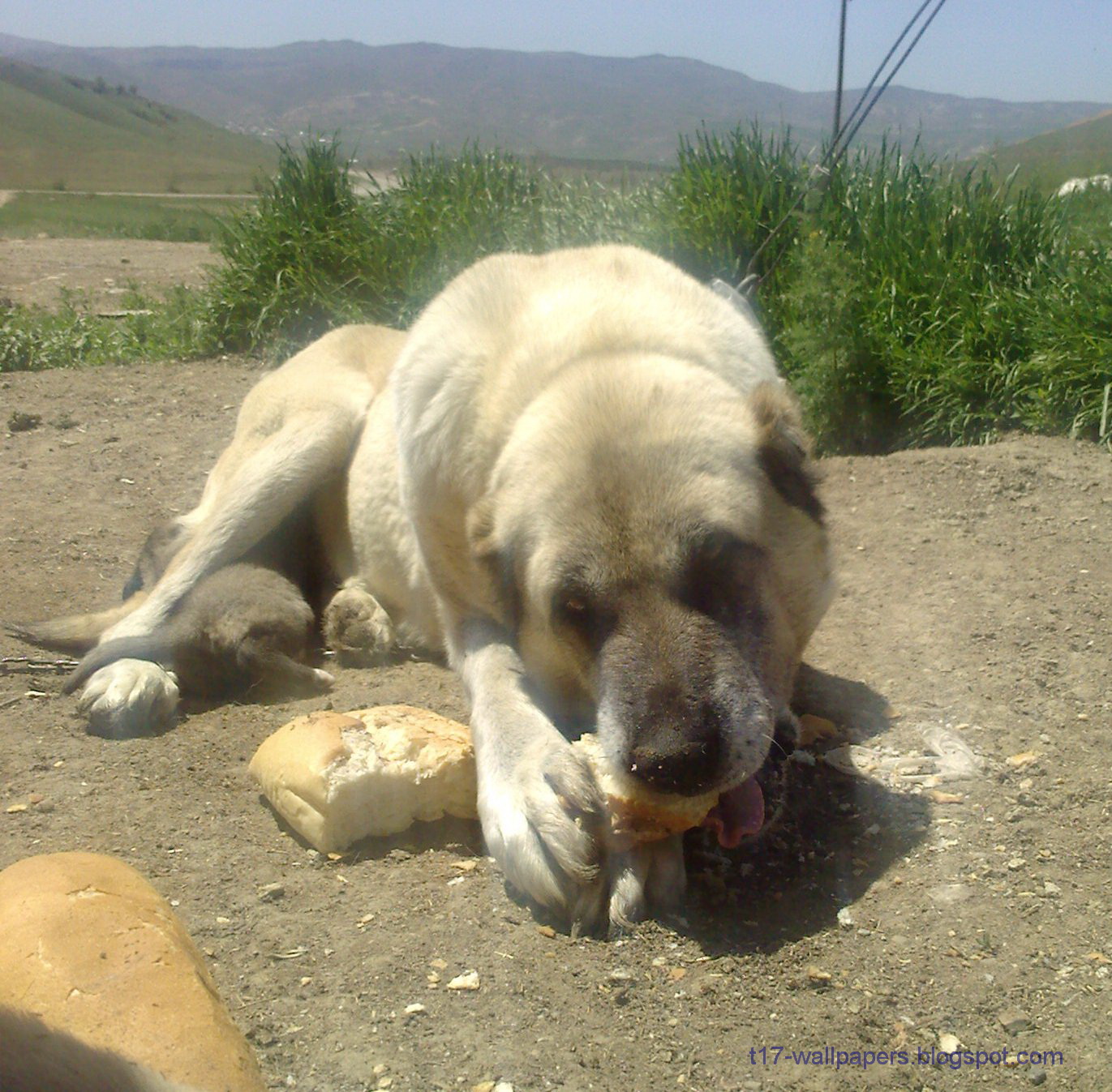 Укус кангала. Турецкий кангал. Кангал собака. Тибетский кангал. Кангал 110 кг..