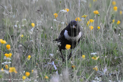 Merla de pit blanc (Turdus torquatus)