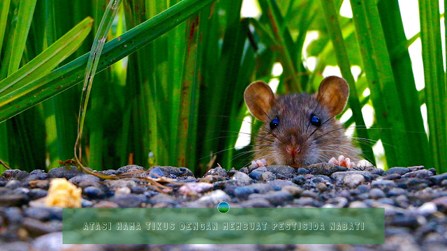 Atasi Hama Tikus Dengan Membuat Pestisida Nabati