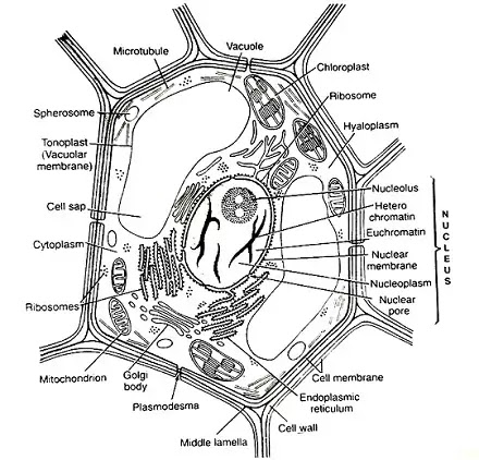 कोशिका (Cell) किसे कहते हैं? संरचना तथा कार्य :|hindi ~ SCIENCE'S World