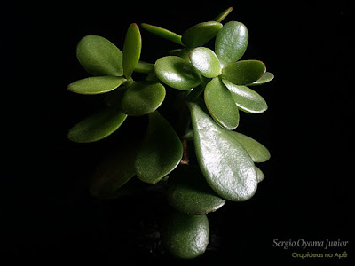 Suculenta Planta Jade - Crassula ovata