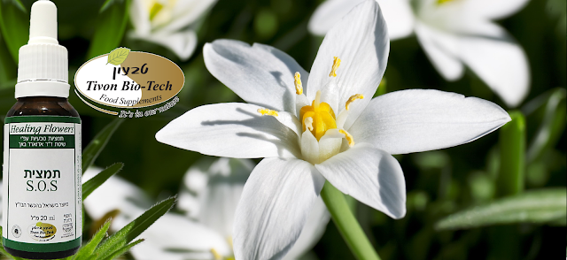 כוכב בית לחם - Star of Bethlehem - סטאר אוף בית לחם פרחי באך להרגעה רסקיו