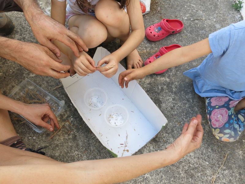 Recuperando semillas del Eco Huerto de la GFS AEA Bosque Animado