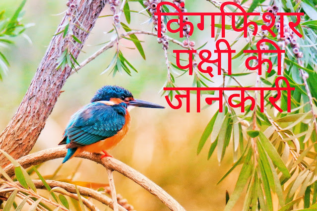 Kingfisher Bird Information In Hindi