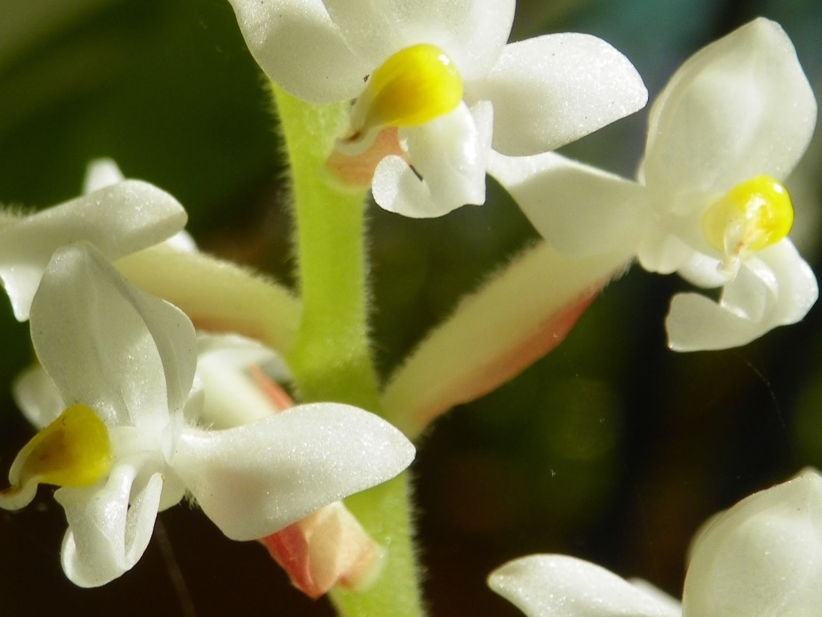 Houseplant SOS What is a Jewel Orchid?