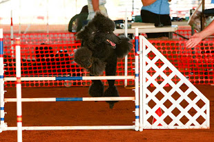 Evan in Jumps and Weaves at the AKC Agilty Trial November 2011