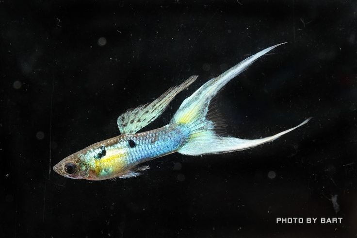 Gambar Bentuk Ekor Guppy Double Sword tail Hampir Sama Dengan Ikan Guppy Lyretail