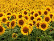 Girasoles...   regados con rayos de sol.