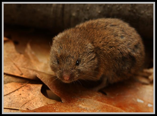 Beszamel i spółka bez ograniczeń Klasyfikacja rodzaju Microtus
