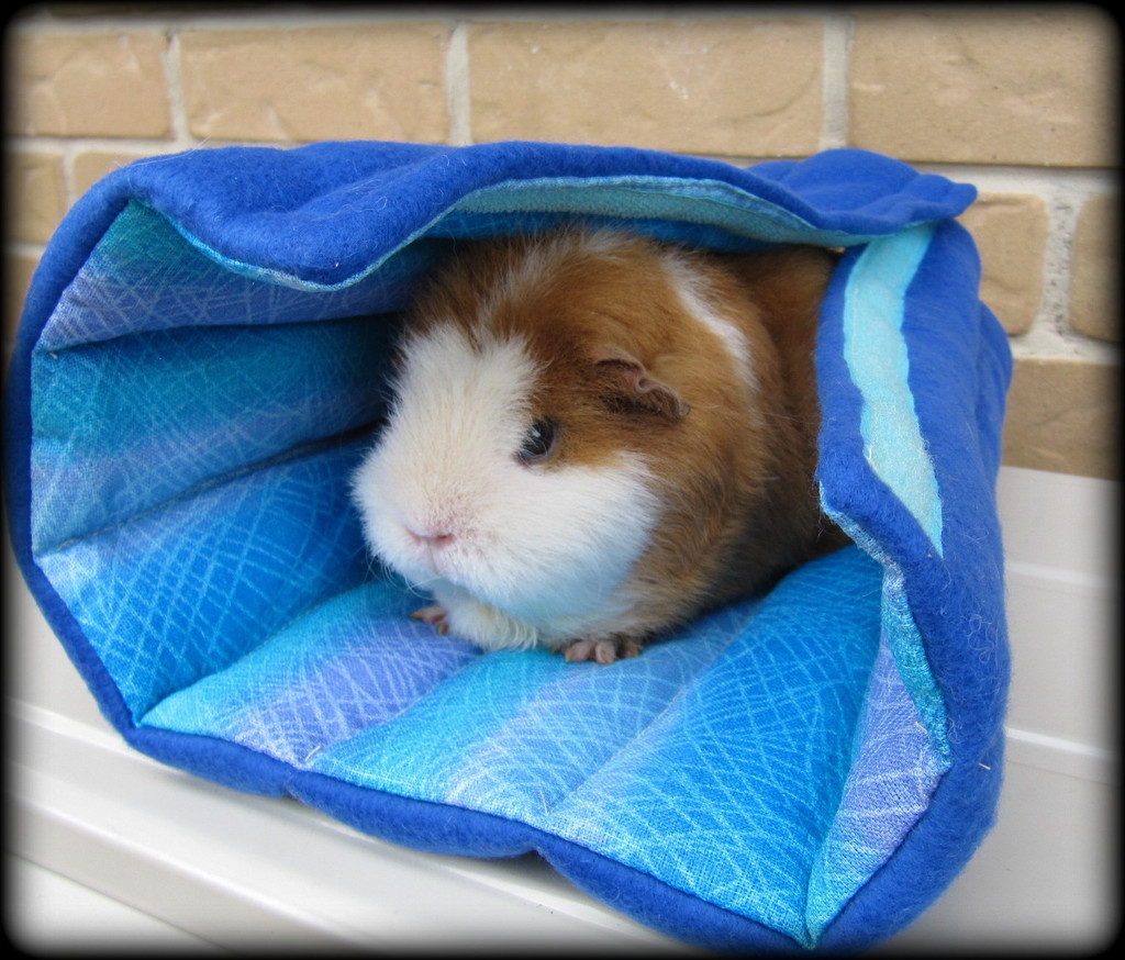 All Things Guinea Pig Cuddle Sacks