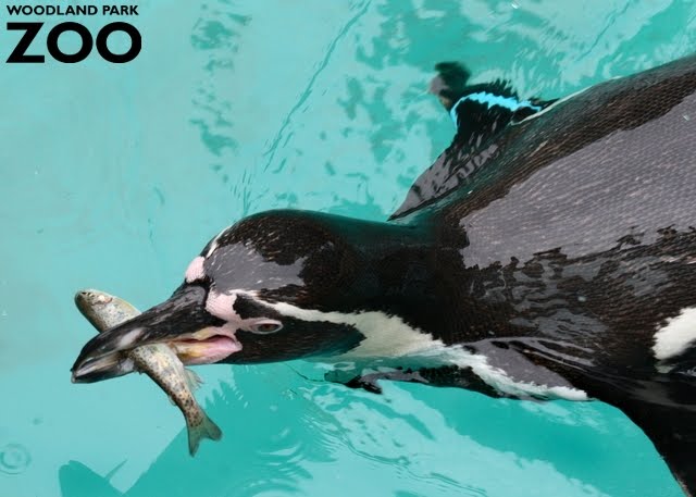 Penguins catch their food - PC Mobile gaming news