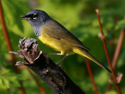 Photo of MacGillivray's Warbler on branch Photo of MacGillivray's Warbler on branch