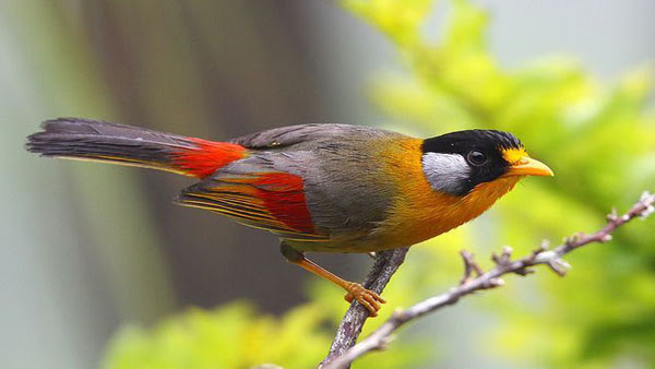 Harga Burung Panca Warna Terbaru 2018