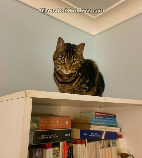 tabby cat on shelf