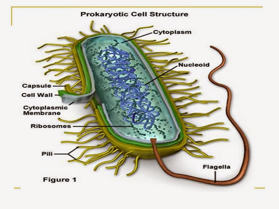 Microbiology : CELL STRUCTURE